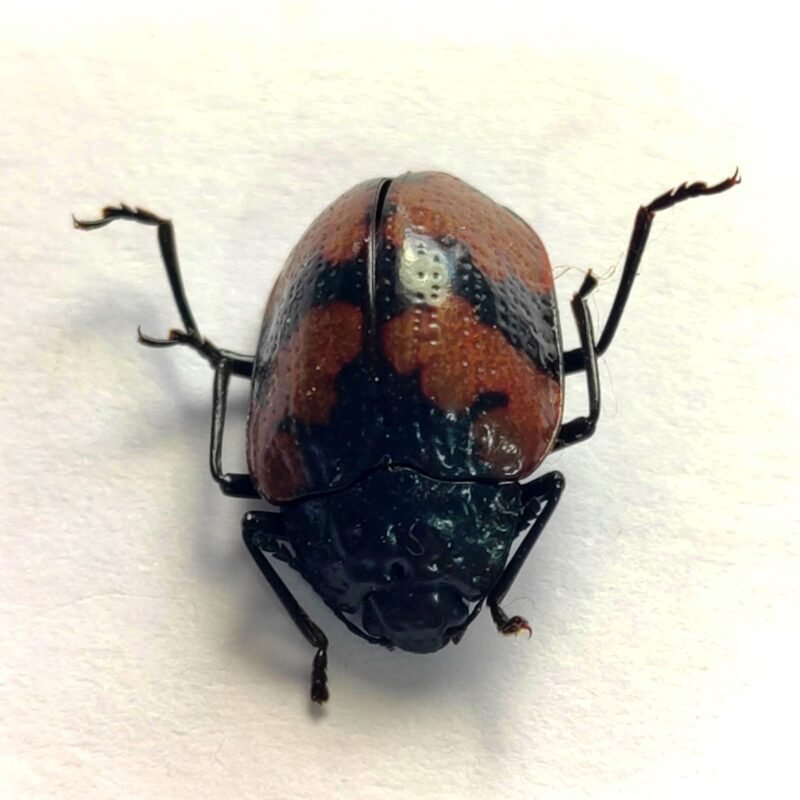 39 Chrysomelidae