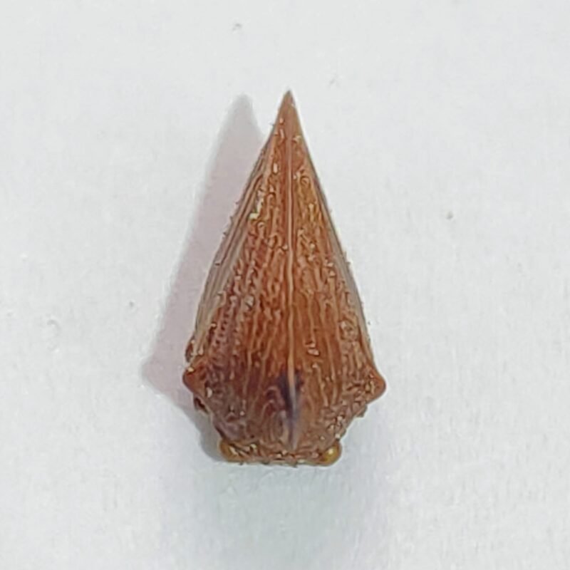39 Membracidae