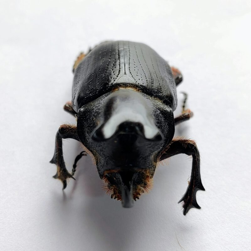 39 Scarabaeidae