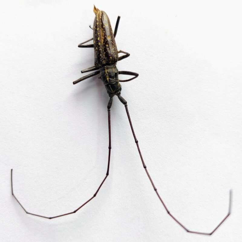 4 Cerambicidae