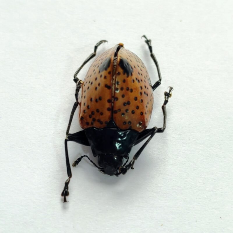 4 Chrysomelidae
