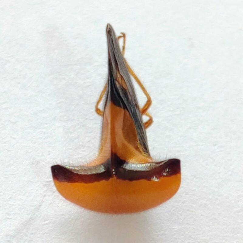 4 Membracidae