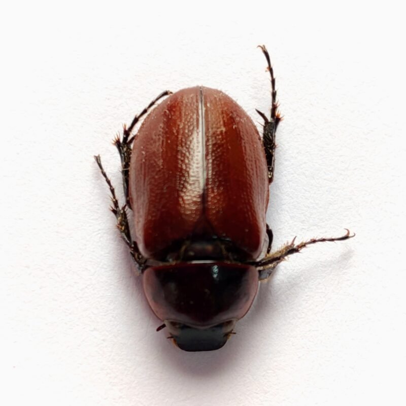 4 Scarabaeidae