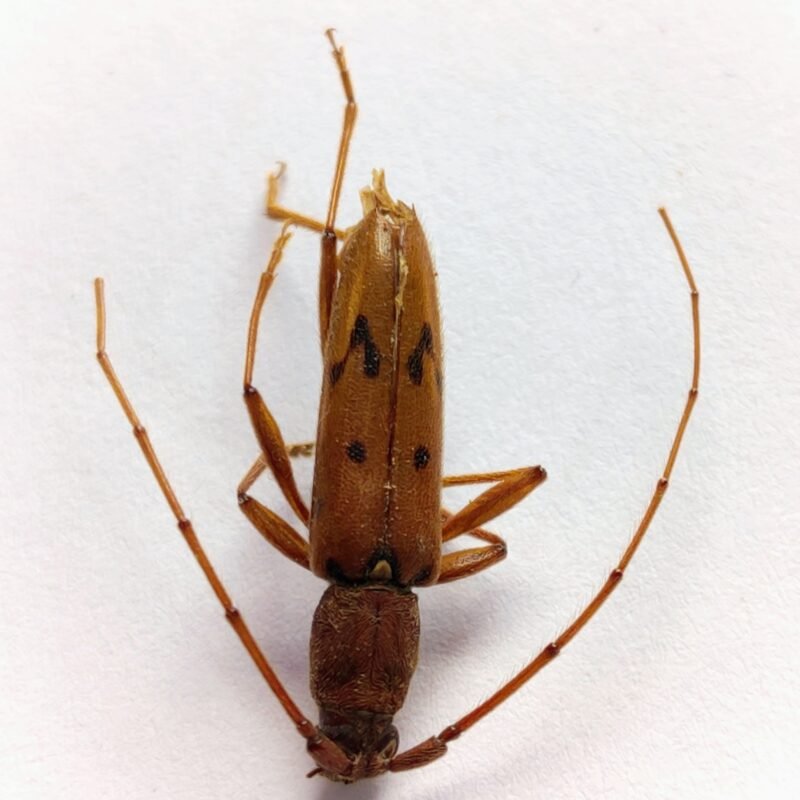 40 Cerambicidae