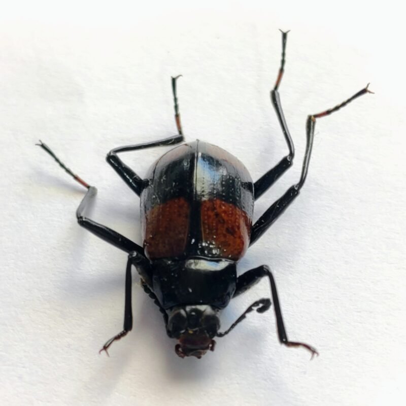 40 Chrysomelidae
