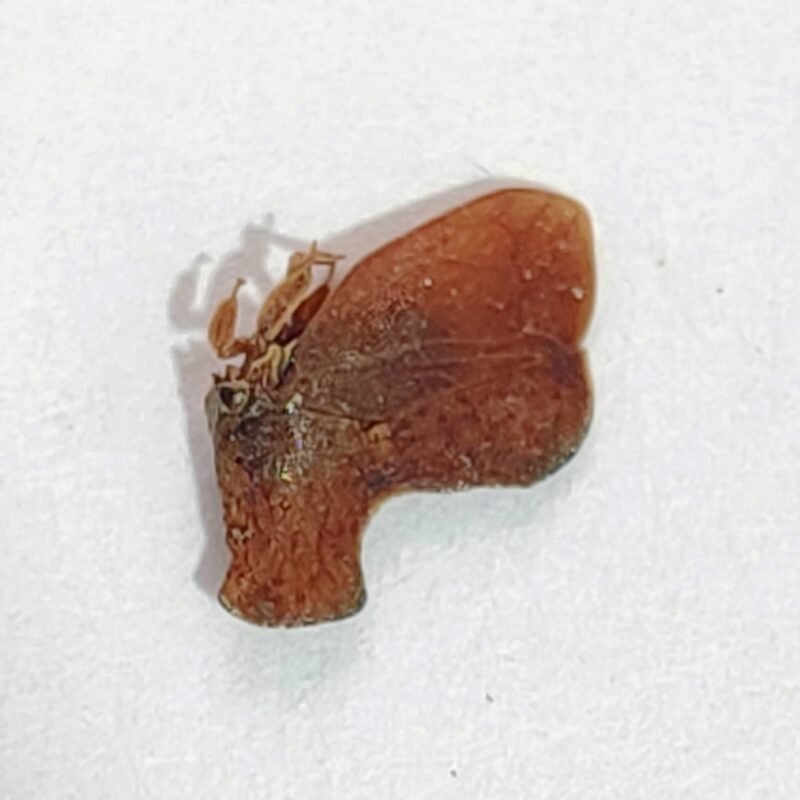 40 Membracidae