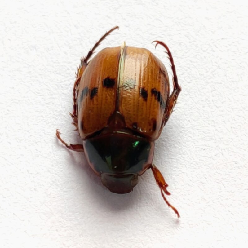 40 Scarabaeidae