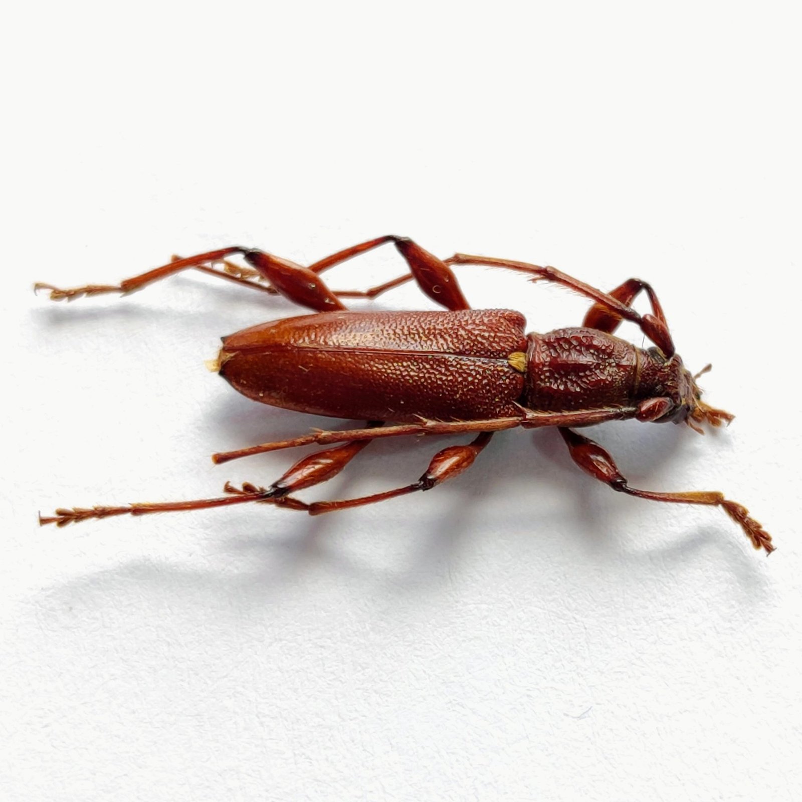41 Cerambicidae - Image 2