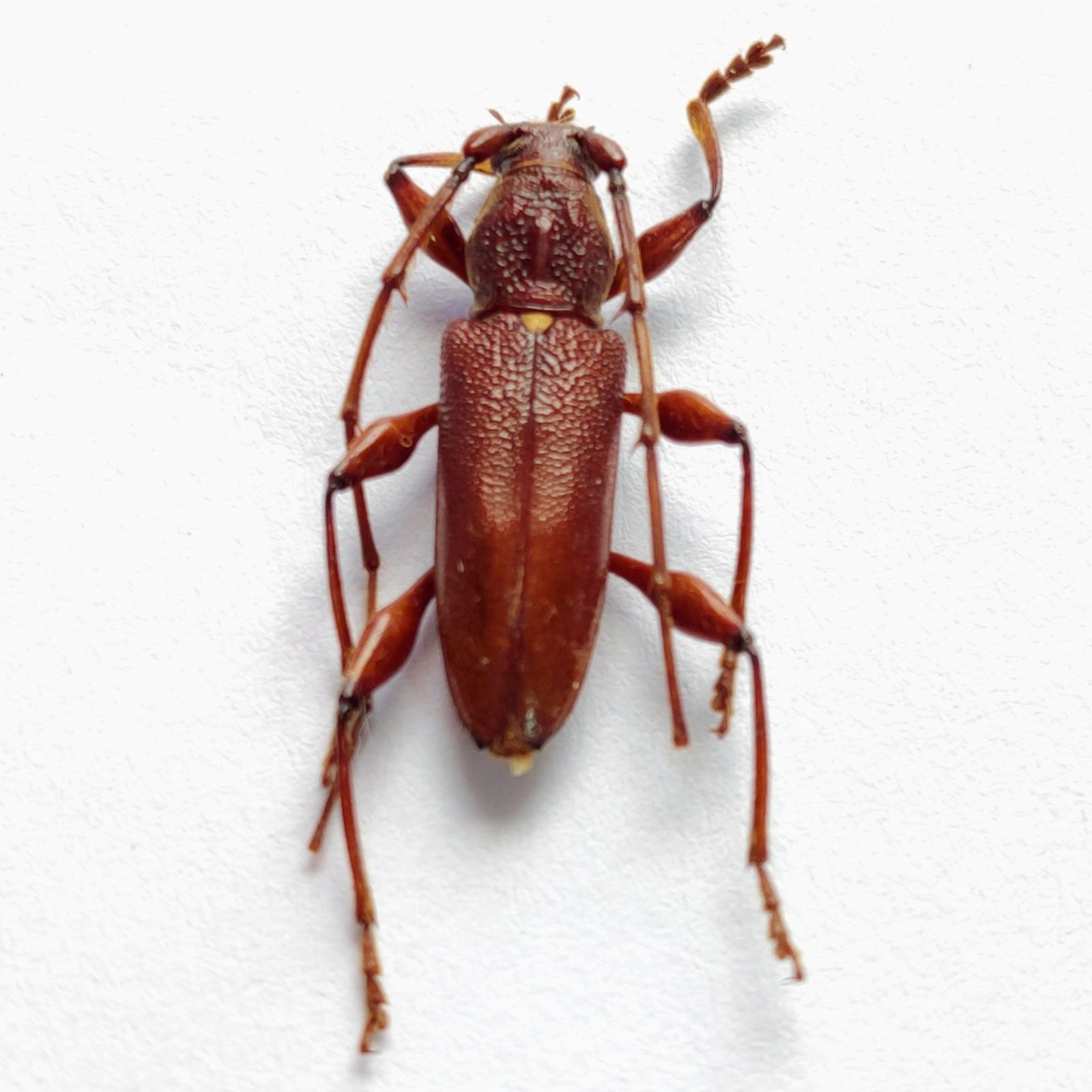 41 Cerambicidae - Image 3
