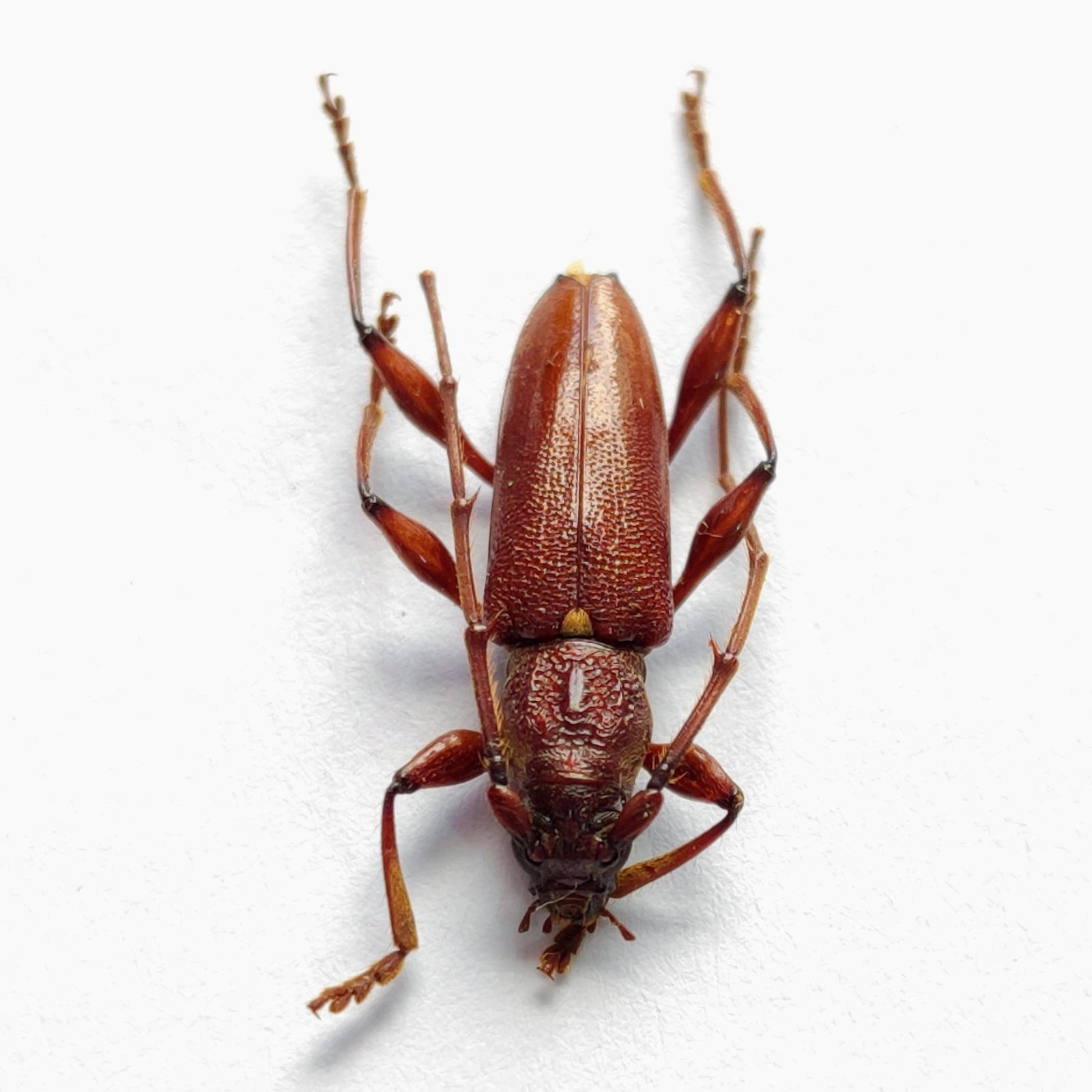 41 Cerambicidae
