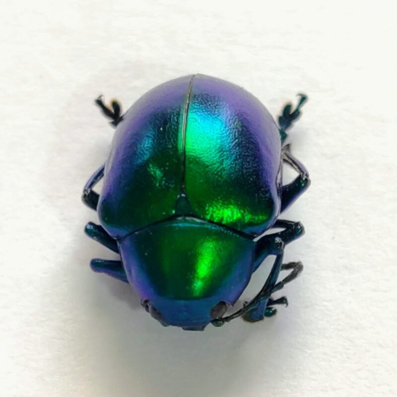 41 Chrysomelidae