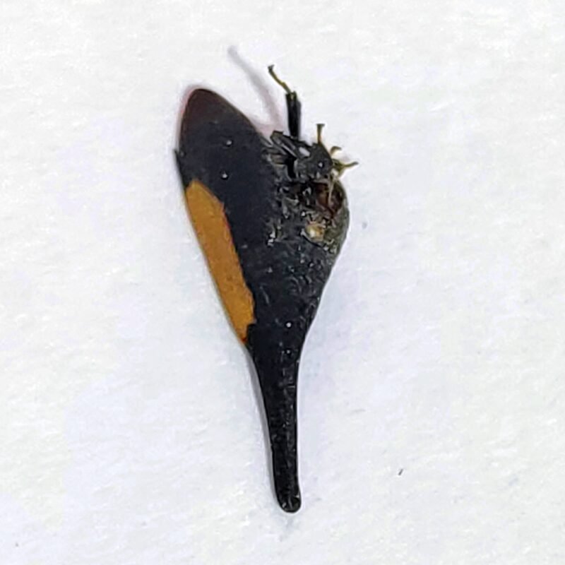 41 Membracidae