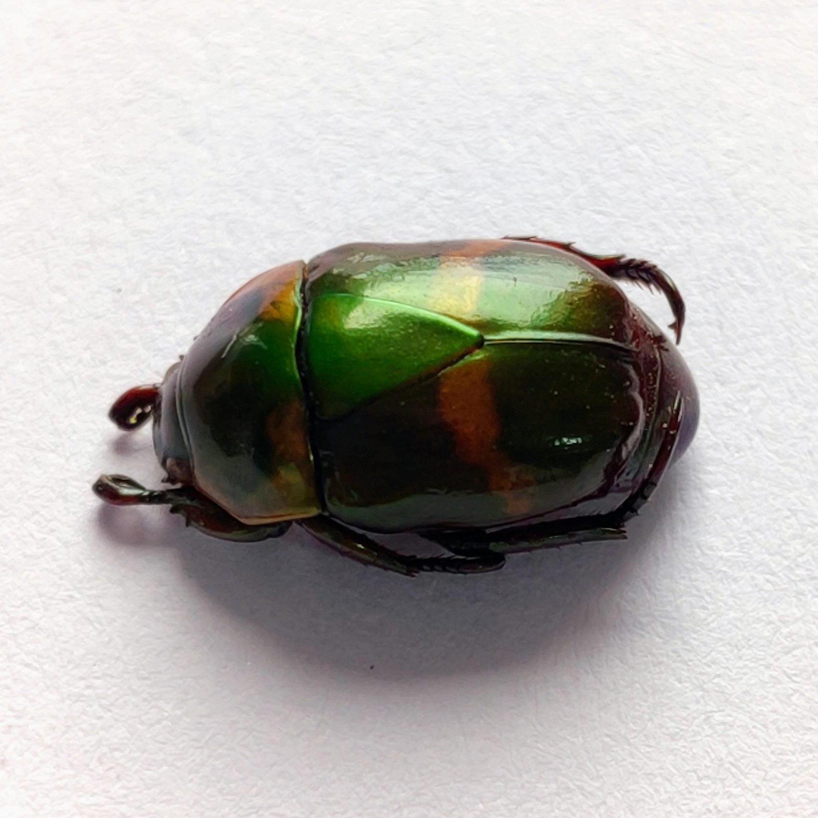 41 Scarabaeidae - Image 2