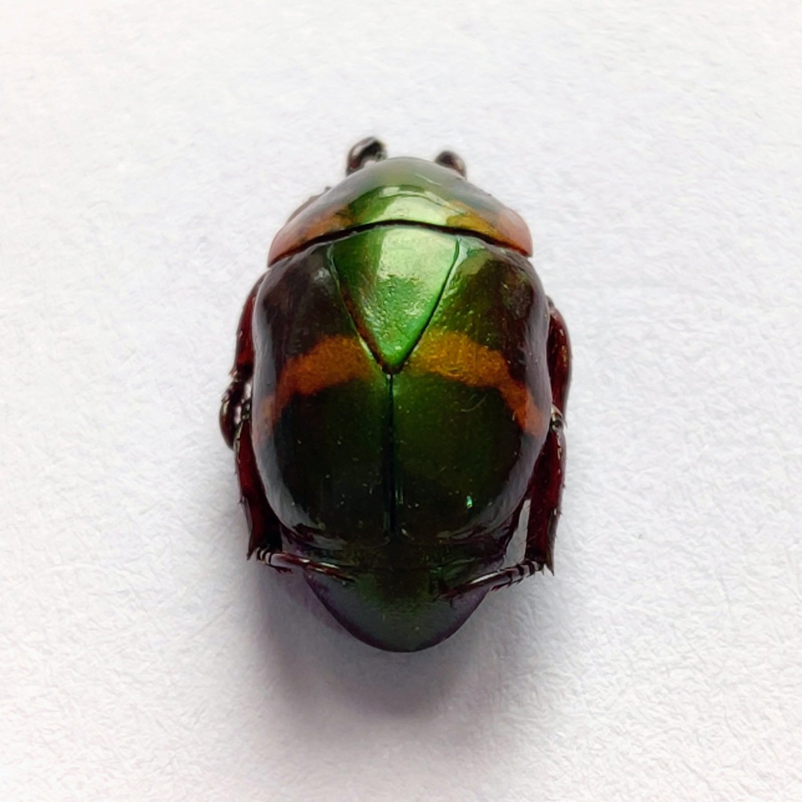 41 Scarabaeidae - Image 3