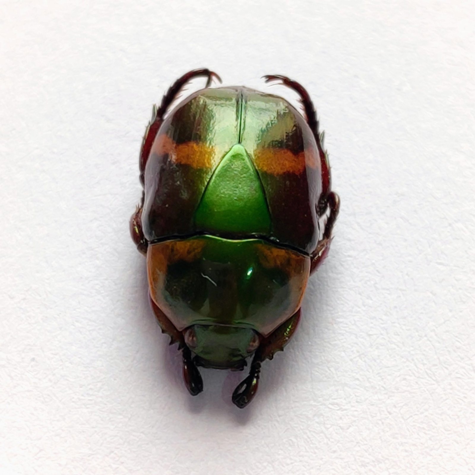 41 Scarabaeidae