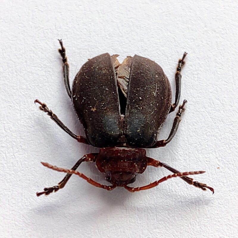 42 Cerambicidae