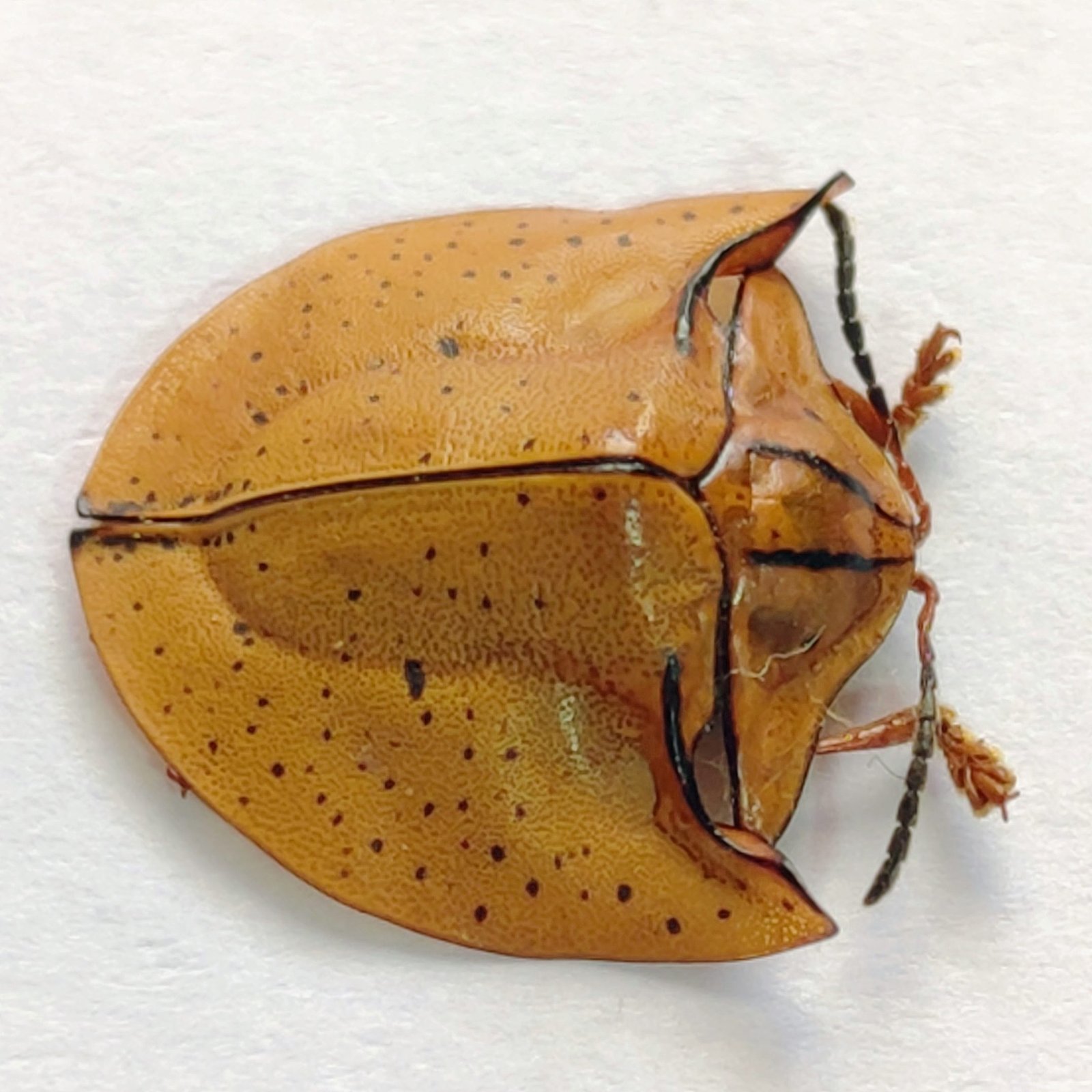 42 Chrysomelidae - Image 2