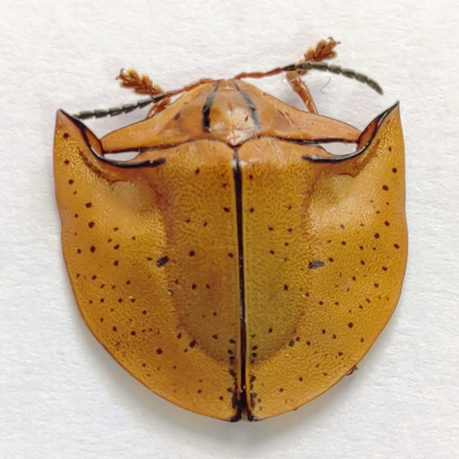 42 Chrysomelidae - Image 3