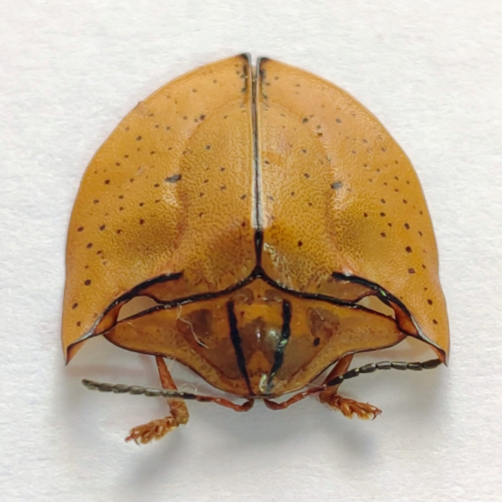 42 Chrysomelidae