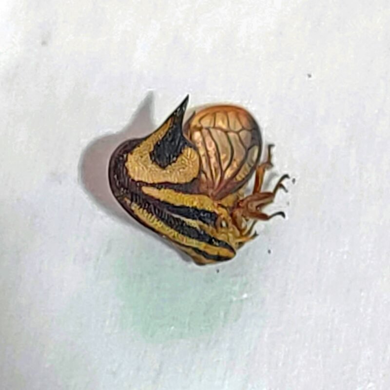 42 Membracidae