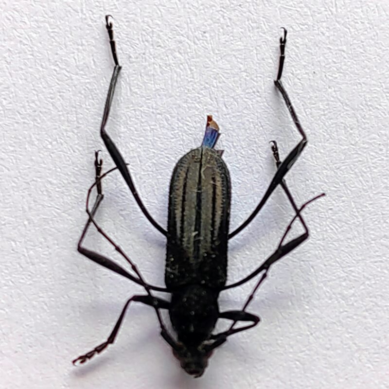 43 Cerambicidae