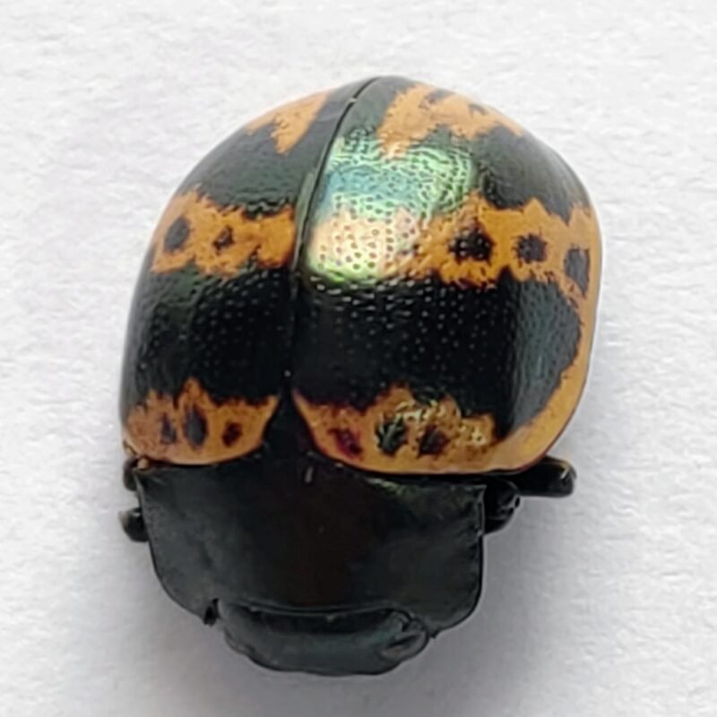 43 Chrysomelidae