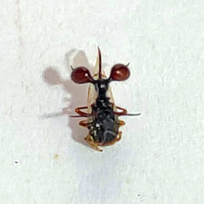 43 Membracidae