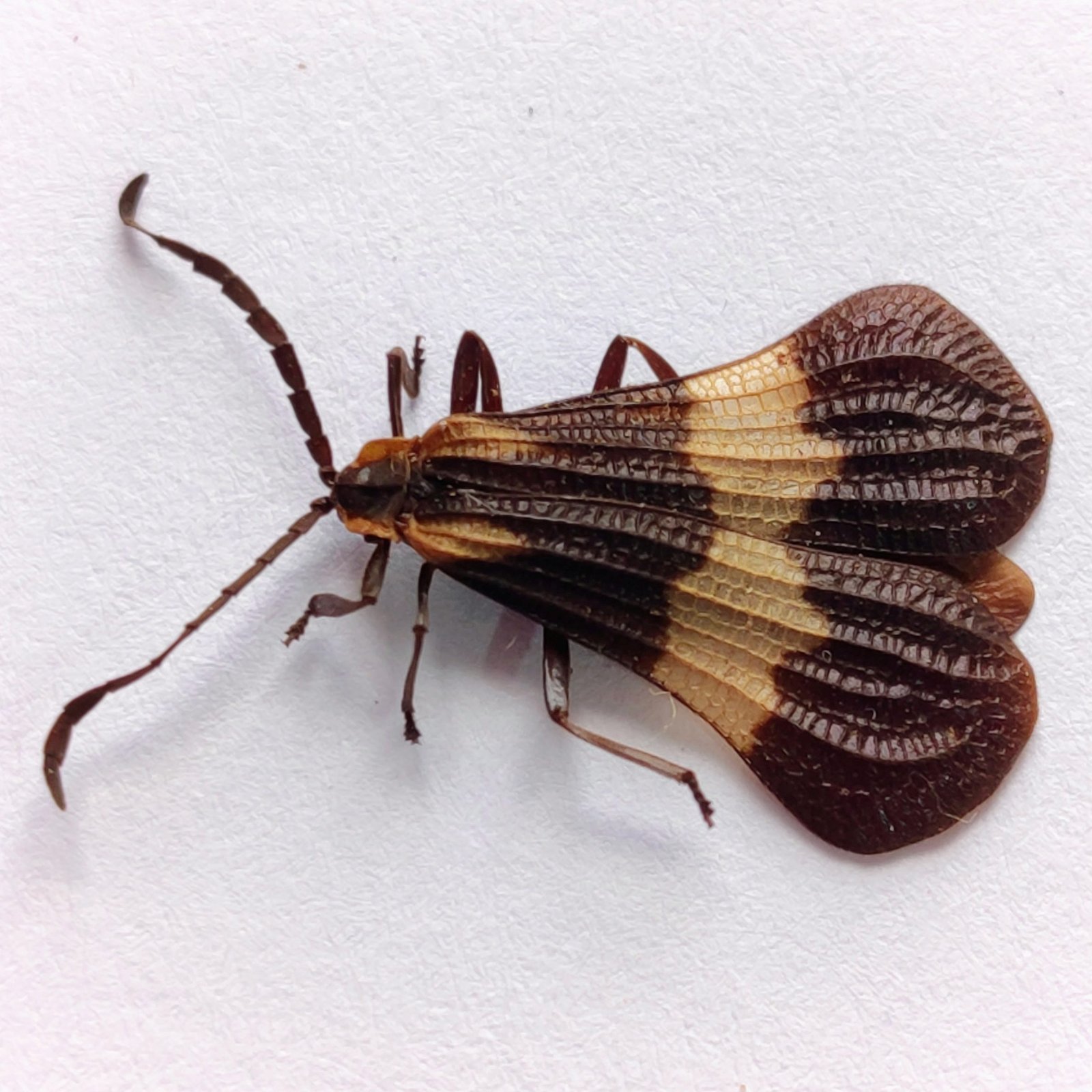 44 Cerambicidae - Image 2
