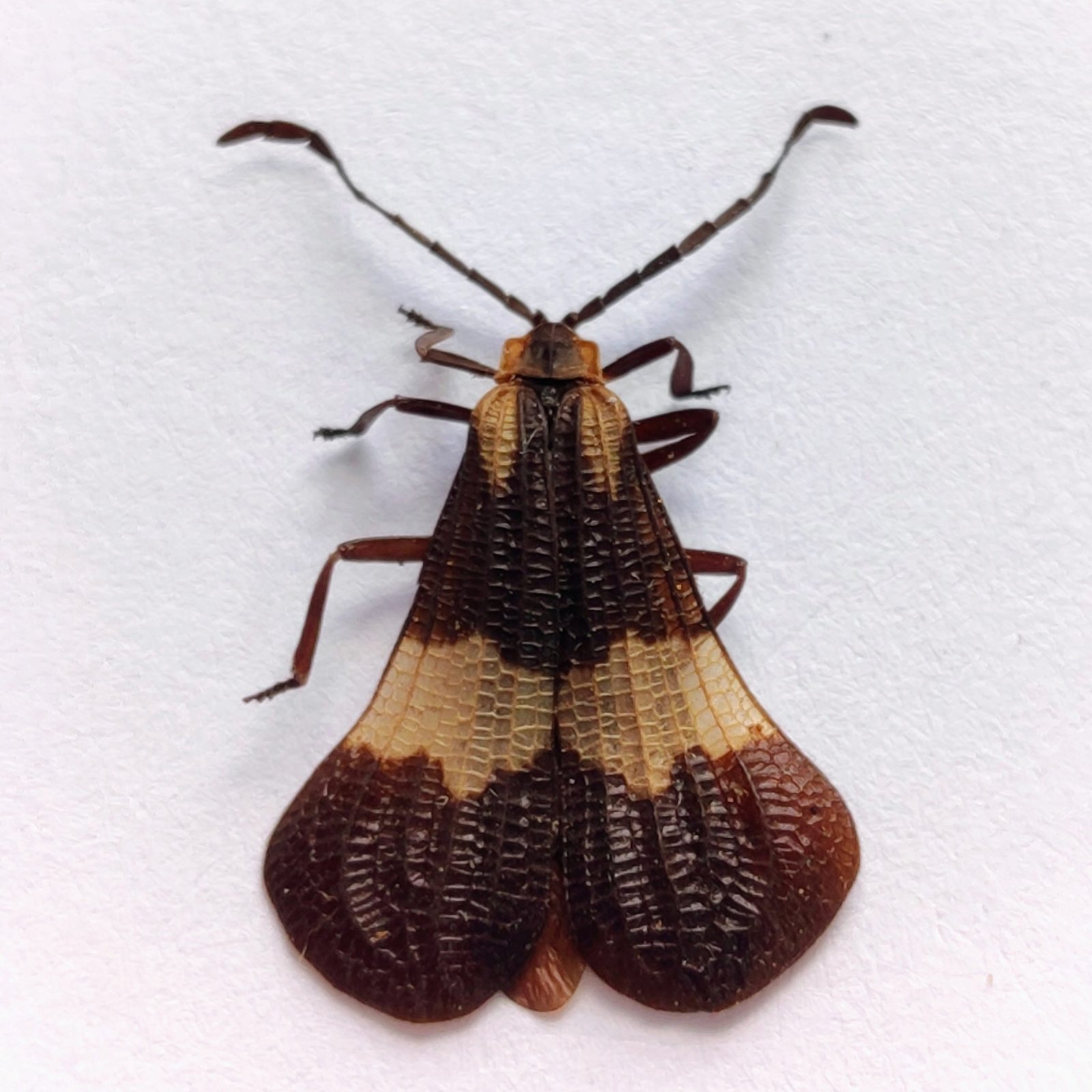 44 Cerambicidae - Image 3