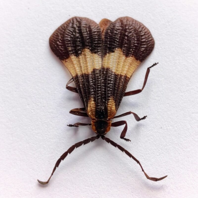 44 Cerambicidae