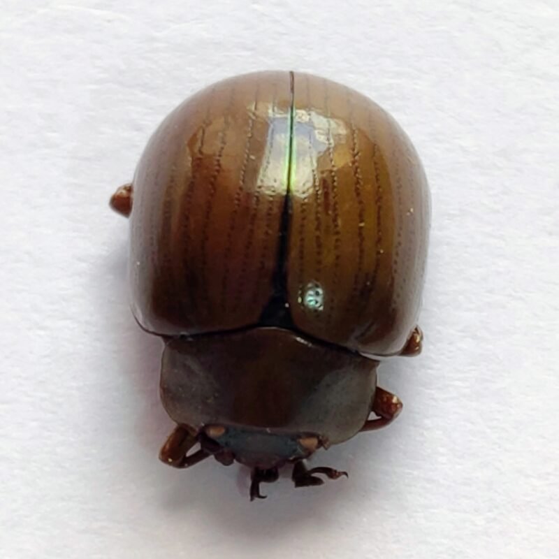 44 Chrysomelidae