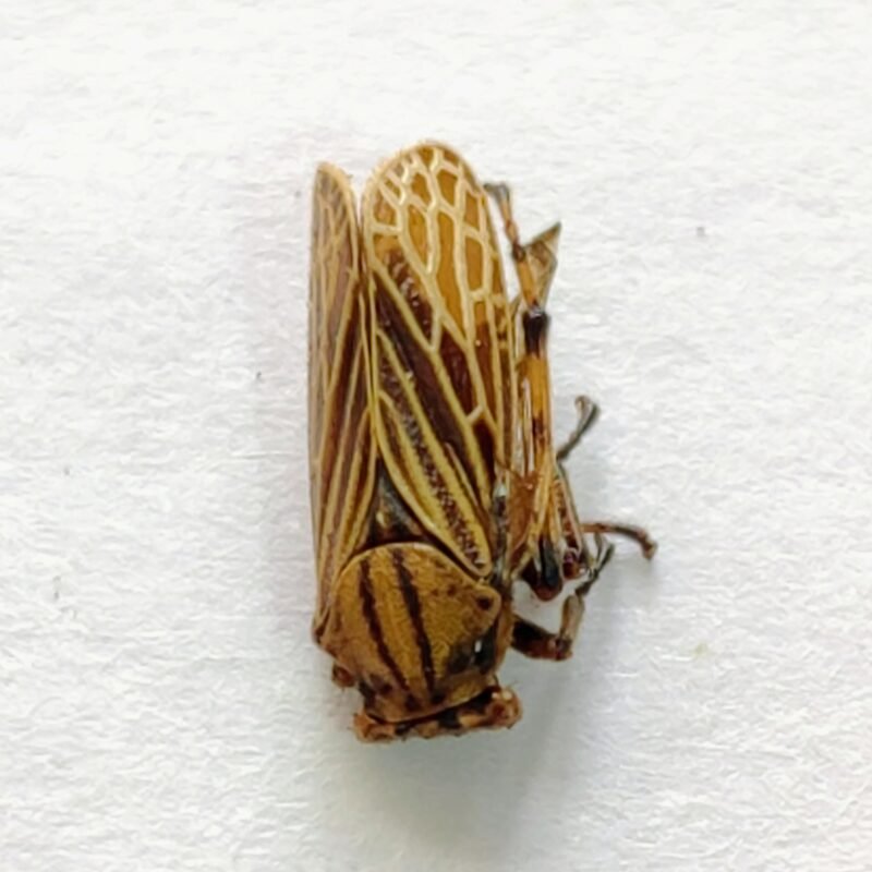 44 Membracidae