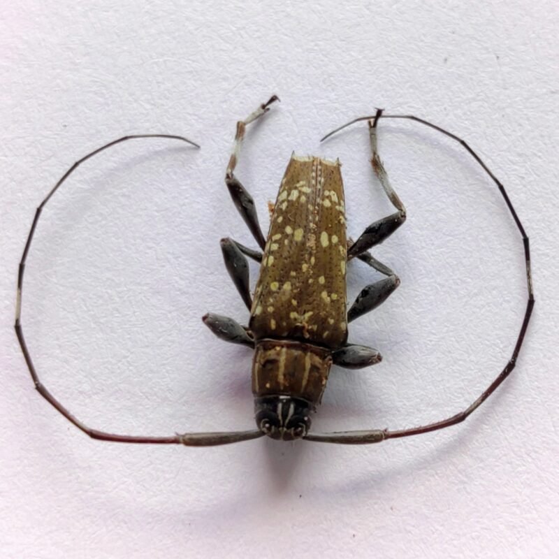 45 Cerambicidae