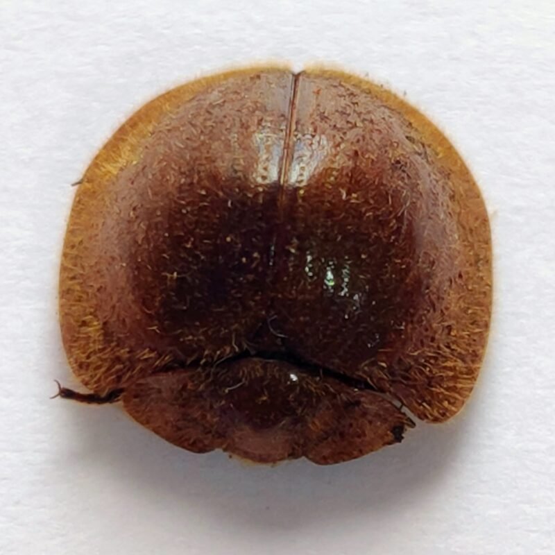 45 Chrysomelidae