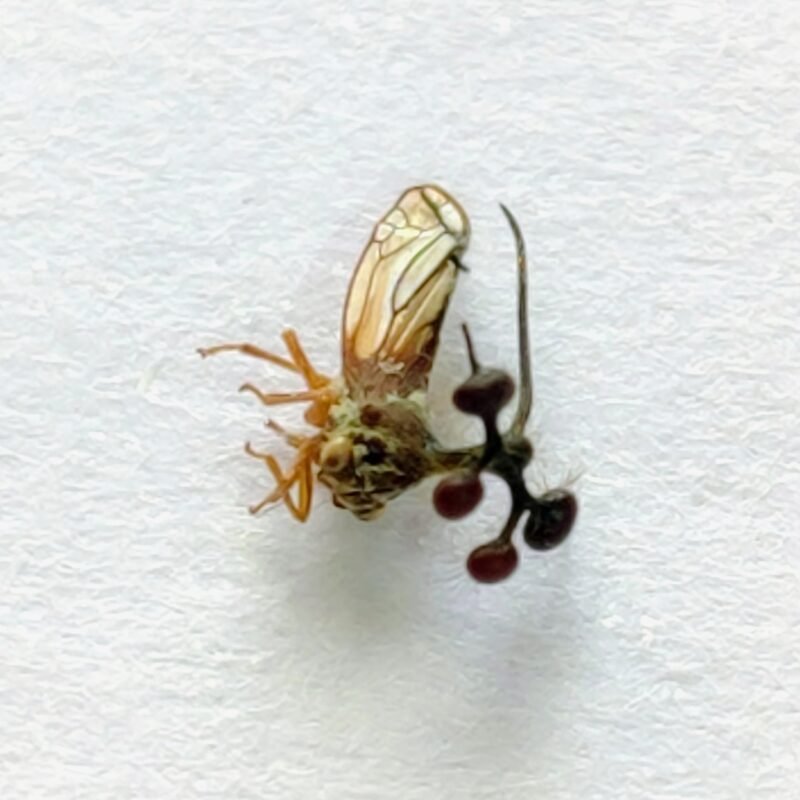 45 Membracidae