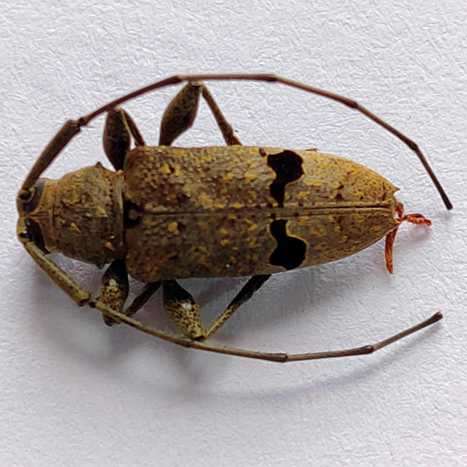 46 Cerambicidae - Image 2