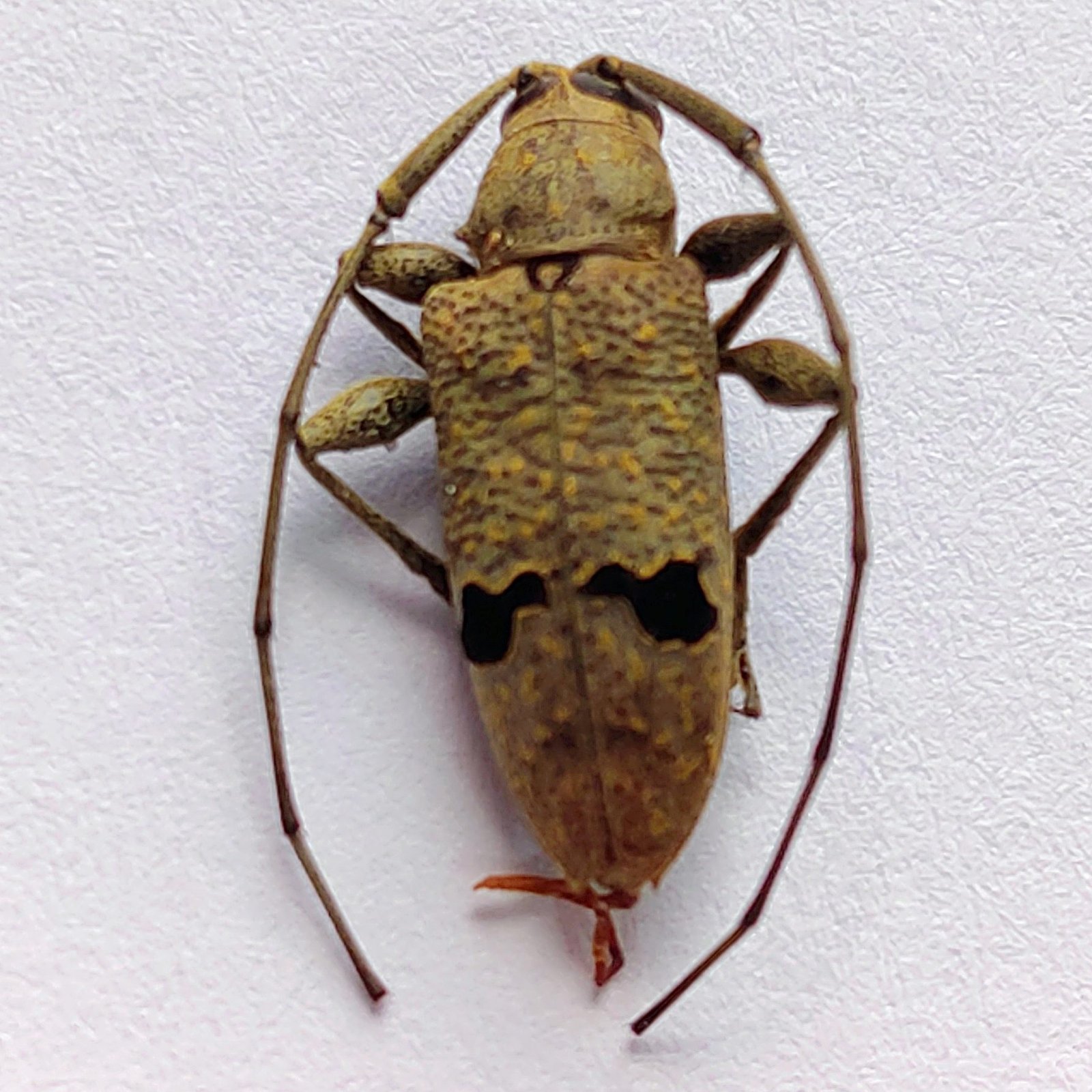46 Cerambicidae - Image 3