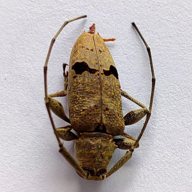 46 Cerambicidae