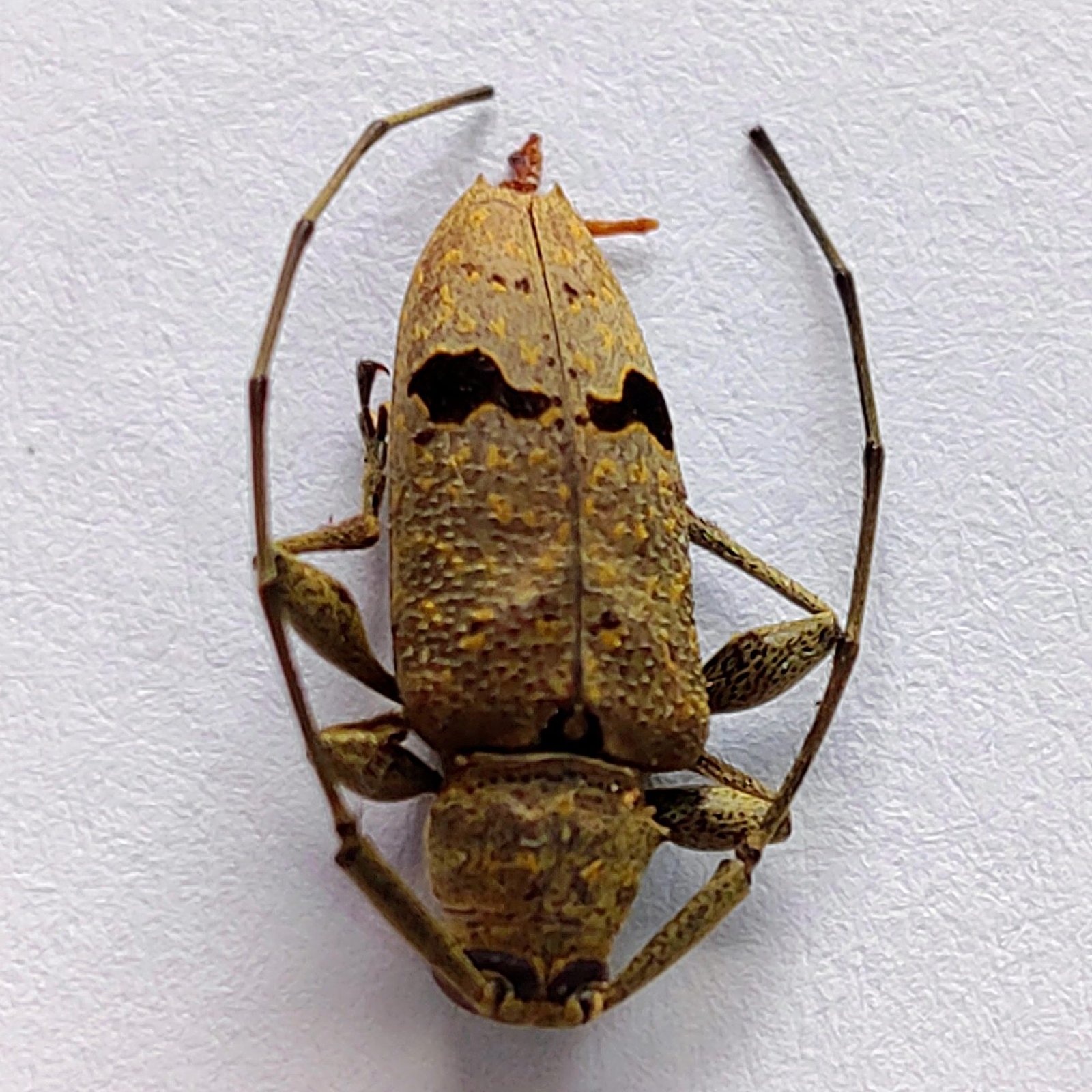 46 Cerambicidae
