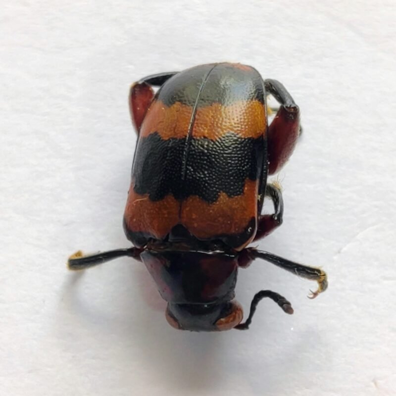 46 Chrysomelidae