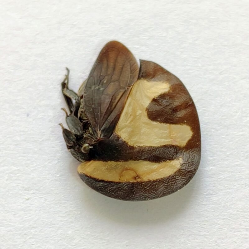 46 Membracidae