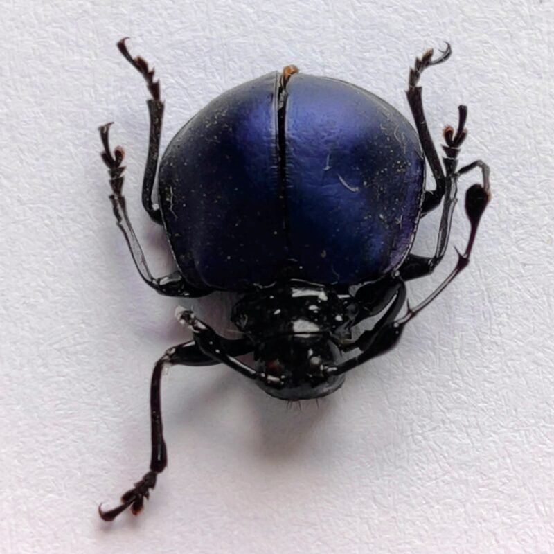 47 Cerambicidae