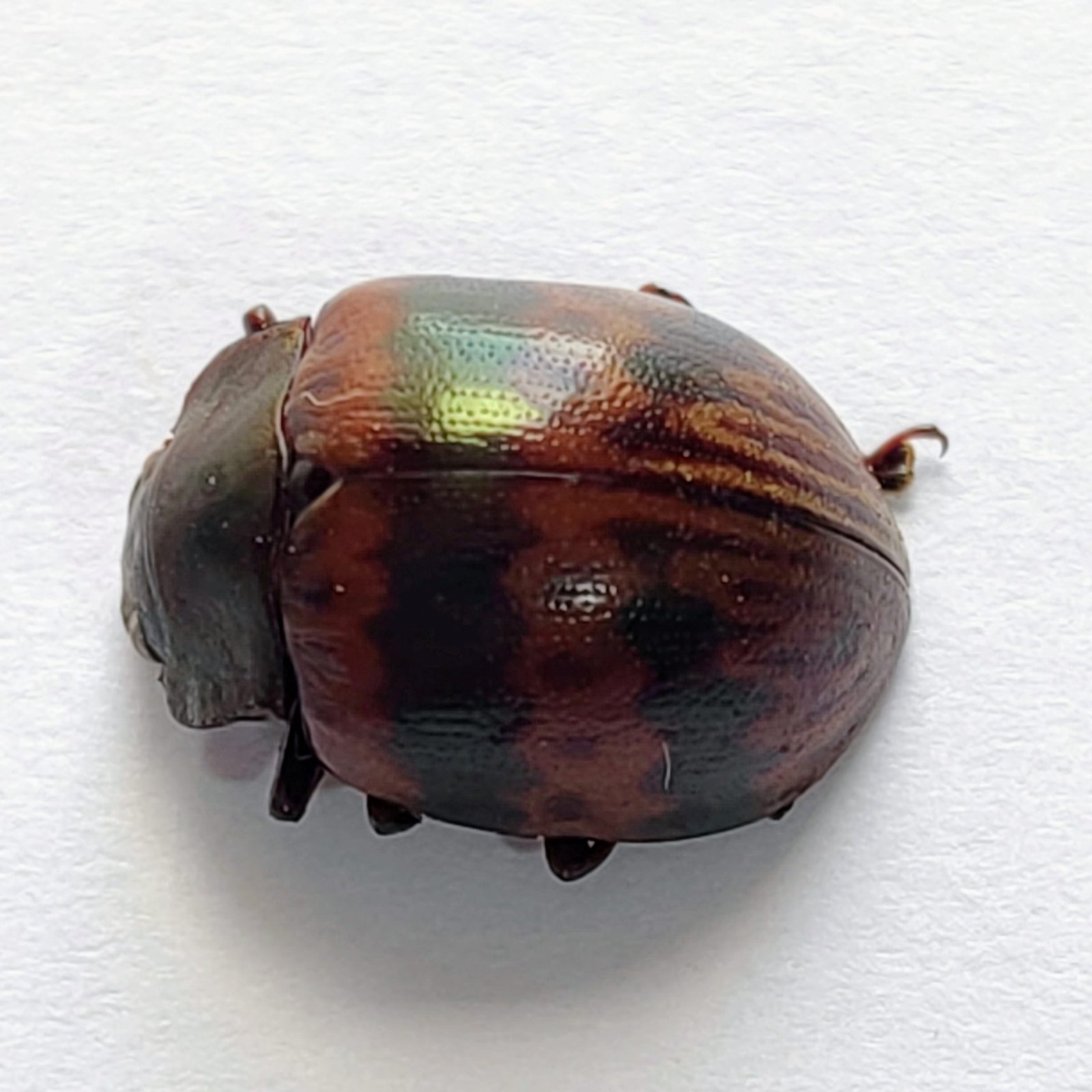 47 Chrysomelidae - Image 2