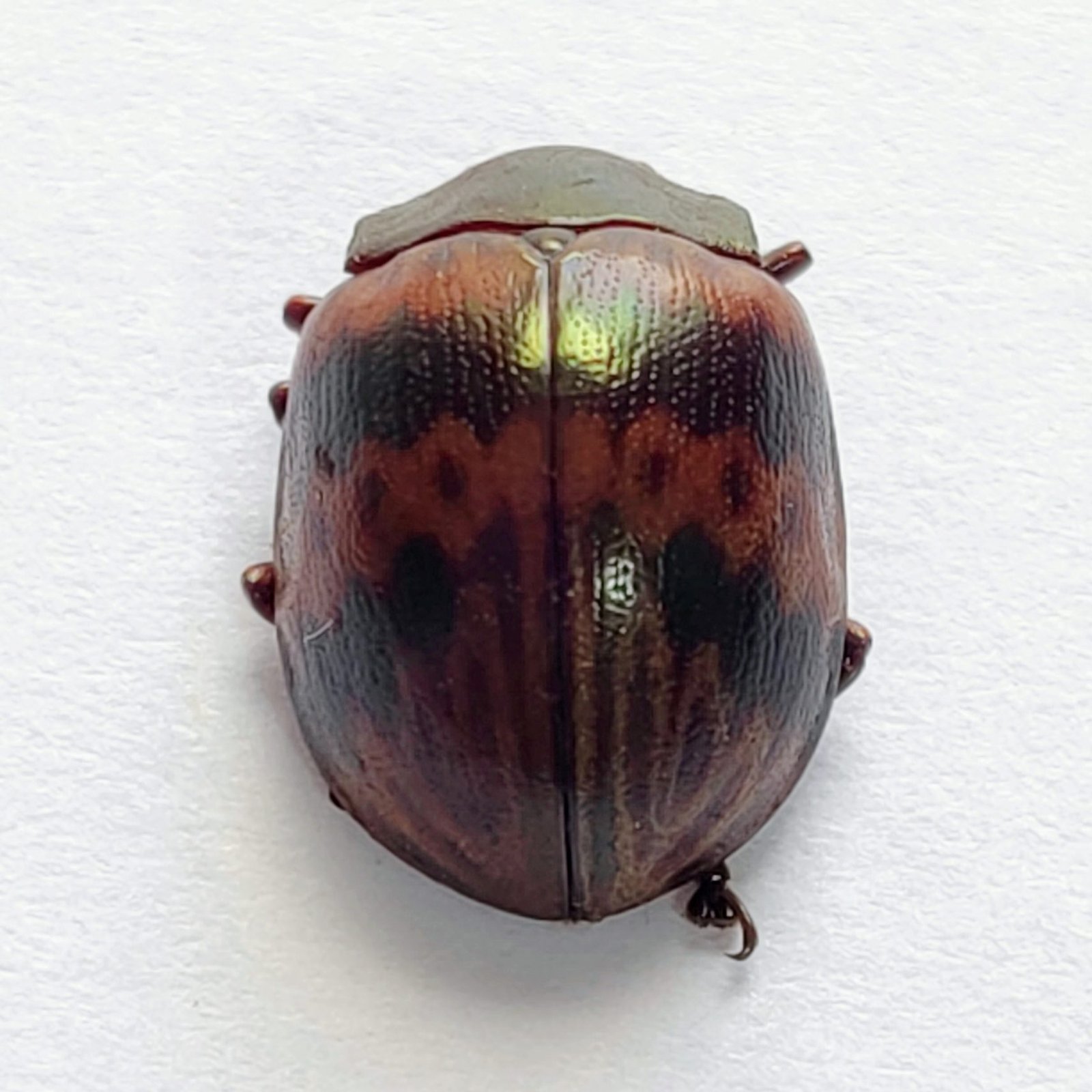 47 Chrysomelidae - Image 3