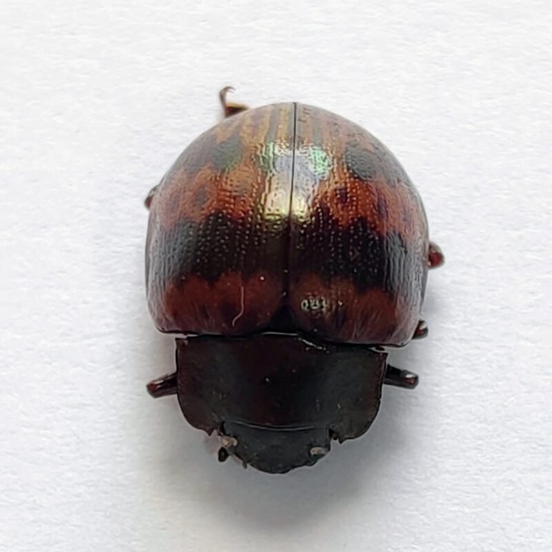 47 Chrysomelidae