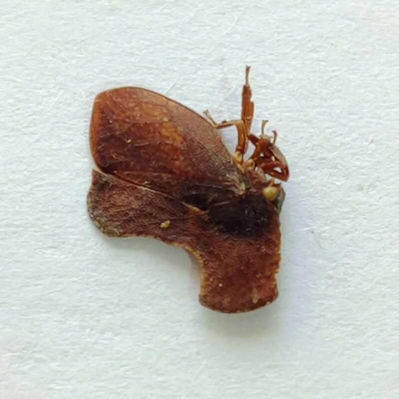 47 Membracidae
