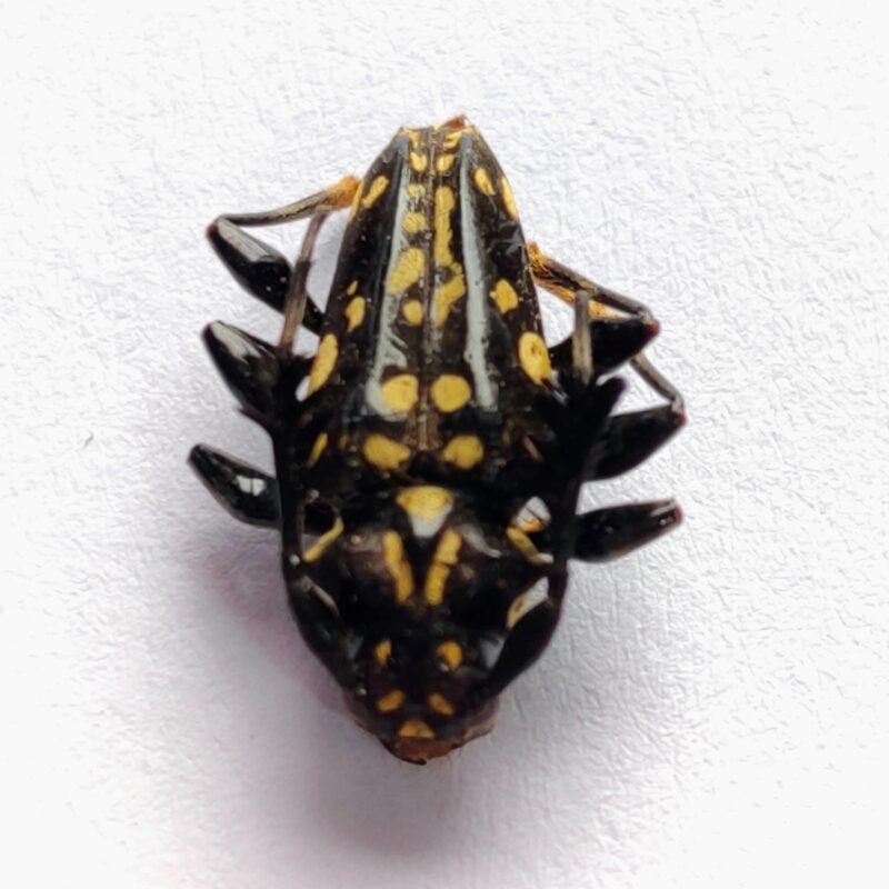48 Cerambicidae