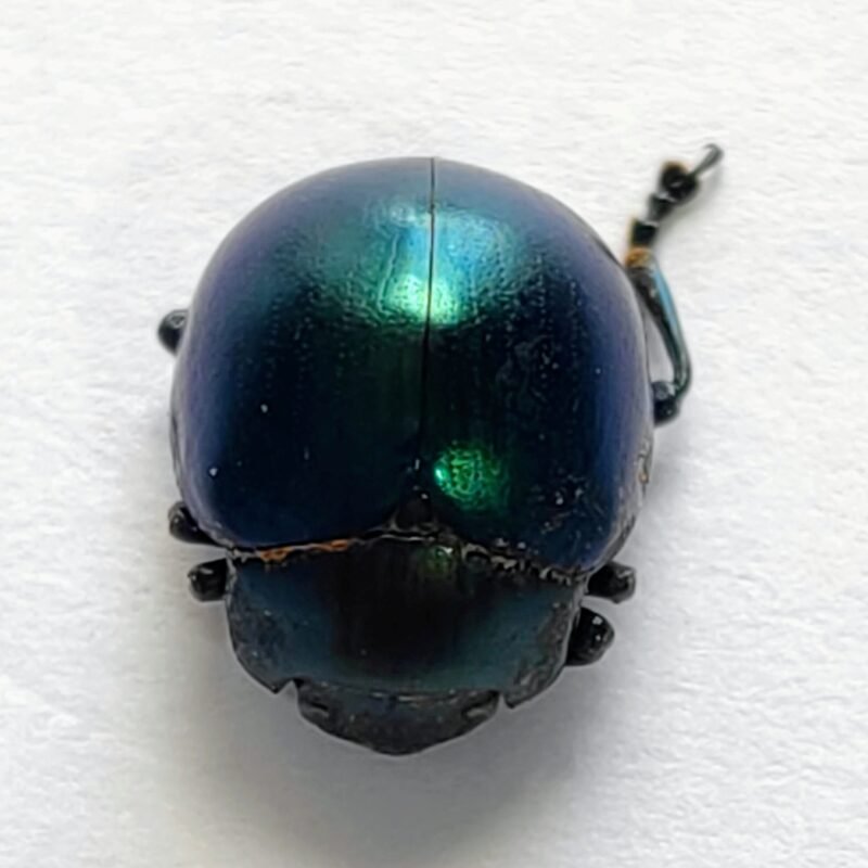 48 Chrysomelidae