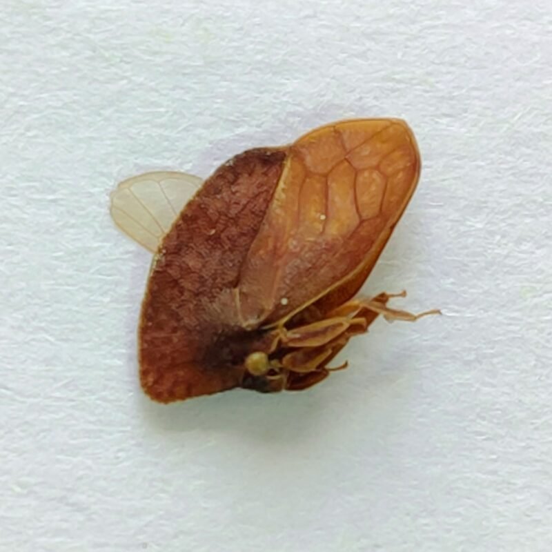 48 Membracidae
