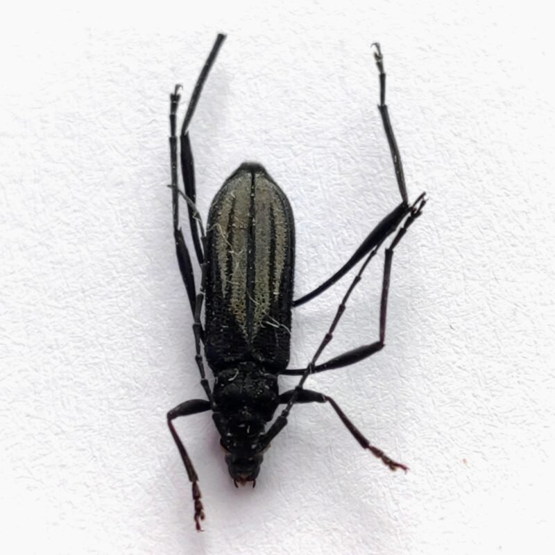 49 Cerambicidae